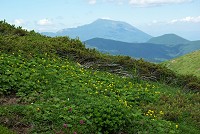 �~���}�_�C�R���\�E�̌Q���̌������Ɋ��R�B