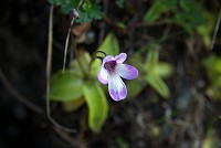 ���V�g���X�~���͌��\�����R�ł��B