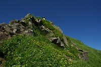 ���������ɍ炫�����~���}�_�C�R���\�E�̌Q���B