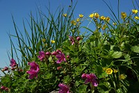 ��������G�]�c�c�W�����C�ɓ���I