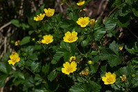 �~���}�L���o�C