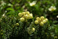 �A�I�m�c�K�U�N��