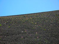 �ΎR�I�̎ΖʂɃR�}�N�T�̑�Q�����I