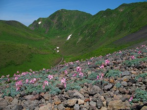 �R�}�N�T�̌Q���ƃ��[�~���J�̎R�X