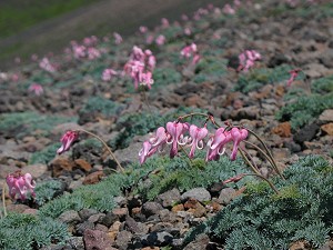 �ԋ߂Ō���R�}�N�T�Ɋ����ł��I