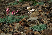 �����ۂ��R�}�N�T�������I