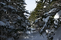 �Ђ����炱��Ȏ��т̒�������E�E�E�B