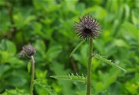 �~���}�T���A�U�~�B���������J���܂��B