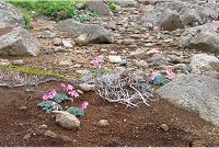 �R�}�N�T�̌Q���B