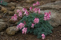 �R�}�N�T�̑劔�I�I