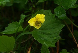 ���Ɍ������W�����E�L�X�~���I�I�I