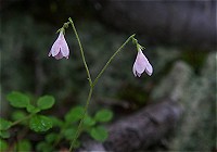 �����l�\�E