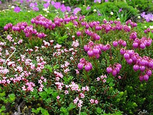 �G�]�m�c�K�U�N���ƃx�j�o�i�~�l�Y�I�E�B