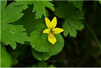 �L�o�i�m�R�}�m�c��