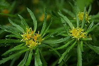 �z�\�o�C���x���P�C