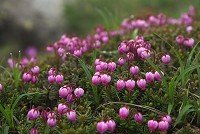 �������F�̃G�]�m�c�K�U�N���B