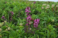 ���c�o�V�I�K�}������܂��B