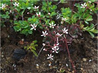 �N���}���L�m�V�^