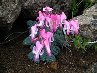 �R�}�N�T�́A���R�ł͋ɕ��ʂɍ炭�Ԃ��B