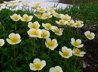 �����̃`���O���}�͉Ԃ��傫���̂������ł��B