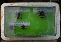 �k���n���̃Z�C���E�I�E�}���n�i�o�`�̏������߂�f�B�X�v���C���������B���̖I���쏜���Ă��邻�����B