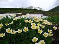 �`���O���}