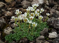 �`�V�}�N���}�O�T