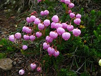 �G�]�m�c�K�U�N���ƃA�I�m�c�K�U�N���̎G��B