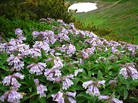 �C���u�N���̌Q���B