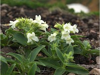 ���Ԃ̃C���u�N��