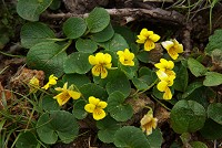 ���ɂ��Ζʂ̃G�]�^�J�l�X�~���B������ƏI��肩�����E�E�E