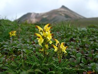 �G�X�q�x�ƃL�o�i�V�I�K�}�B