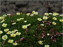 �`���O���}�ƃG�]�m�R�U�N���B���̂Q�͂ǂ��ɂł��炢�Ă銴���ł��B