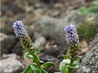 �z�\�o�E���b�v�\�E�͂قƂ�ǂ���Ȋ����B