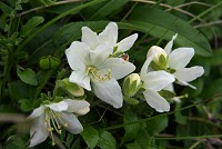 ���Ԃ̃G�]�c�c�W�I