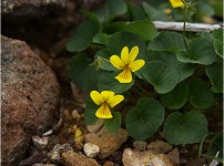 ���_�������ʂ̐�k�ƎR���݁B