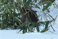 �����̌Q�����̒����߂��ŉa�����΂�ł����B