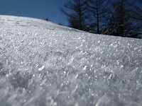 �R���߂��Ō������u�����̌Q��v�B�}�ɏo����Ɓu�؉ԁv�ƌĂԂ��������ǐ�ʂ��Ɓu��ԁv�H