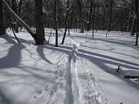 �؋��Ƃ͔��Ε����ɐL�тĂ����N���J���g���[�X��ǂ��E�E�E�B