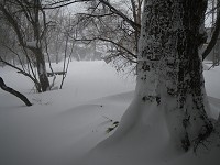 �ΔȂ̐X�̒��B�X�̒��ł����͋����ł��B