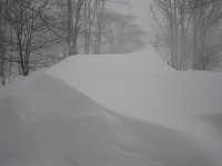 �ǂ����̗Ő��̂悤�Ɍ����Ă��܂��B