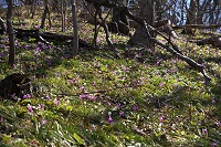 �ʐ^�ł͌��Â炢���ǎΖʈ�ʂɃJ�^�N�����炢�Ă�B