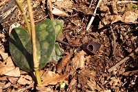 �R�V�m�J���A�I�C�͖ڗ����Ȃ��E�E�E