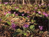 �ꏊ�ɂ���Ă͑�R�炢�Ă�B