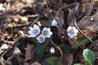 �����I�I�~�X�~�\�E����Ԃ͑����B