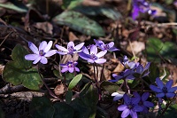 ���F�̃I�I�~�X�~�\�E�������B