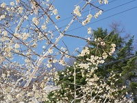 �}���~�̎����͂������c�[�̂悤�ł��B�ł��Ԃ݂����ł�������Y��B