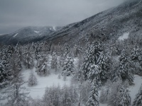 ���[�v�E�F�C����̌i�F�B��̖؁X���Y�킾���Ǐ��͉_���L�����Ă����B