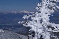 �؁X�ɕt������G�r�̂����ۂ��r�X�����������܂��B