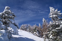 ��ƃV���r�\�̖؁X���������I